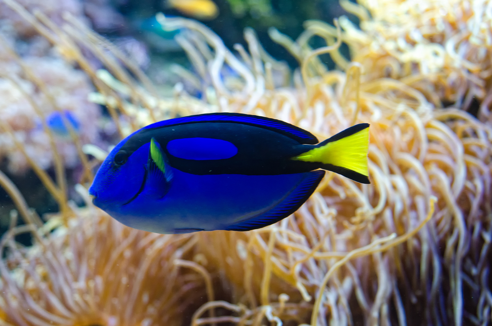 Blue Tang Fish Okeanos Aquascaping