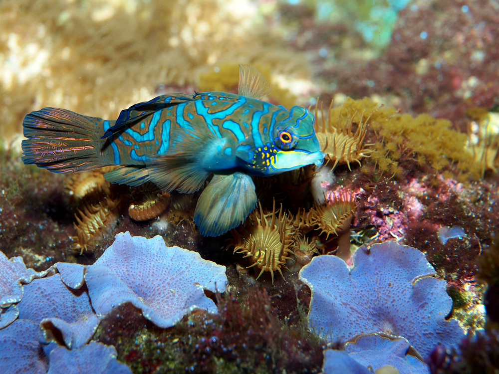 Mandarin Fish Most Colorful Aquarium Fish