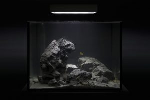 custom rimless aquariums