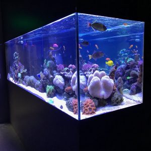 900 Gallon Reef Aquarium