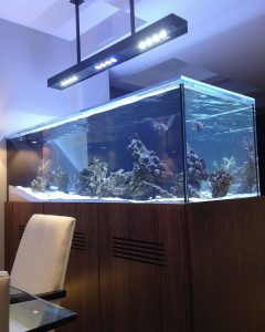 custom saltwater aquariums NYC