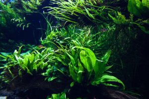 aquarium plant care