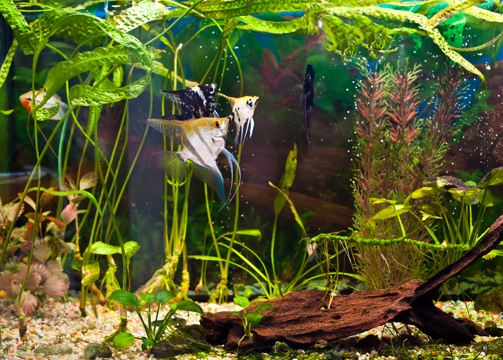 angelfish in a custom aquarium